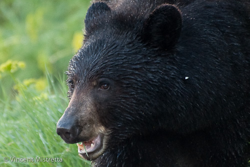 Black Bear, Glacier National Park, Montana