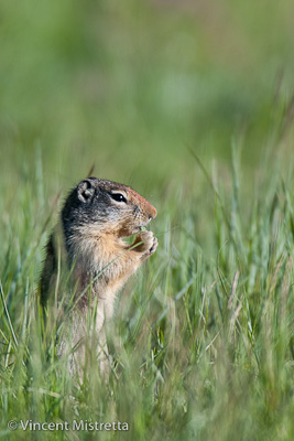 Columbian Ground Squirrel, Glacier National Park