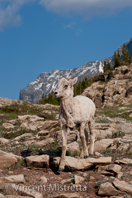 Rocky Mountain Big Horn Sheep, Many Glacier, Montana