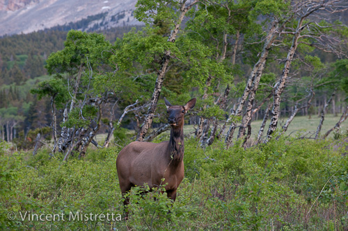 Elk in Glacier National Park
