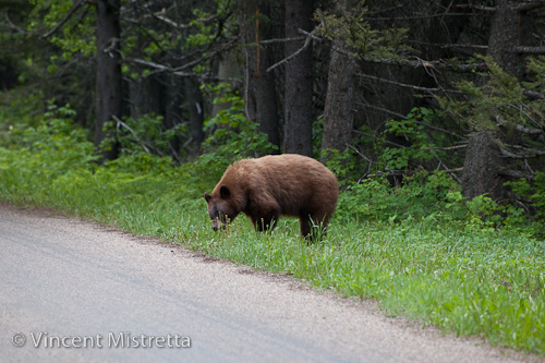 Black Bear along Going to The Sun Rd., St. Mary Lake, Montana