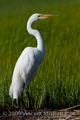 Great Egret on the lookout for food
