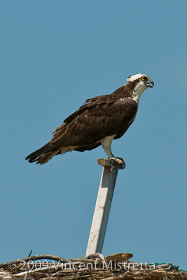 Osprey standing guard over nest in Hampton Bays