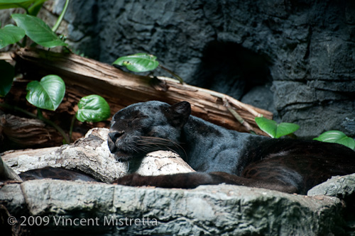 Sleeping Panther