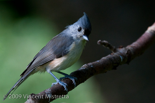Tufted Titmouse