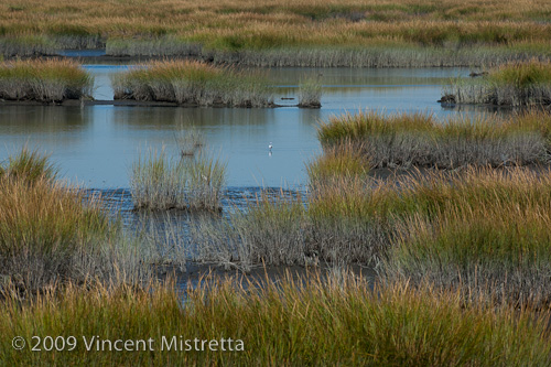 Connecticut Audubon Center Salt Marsh