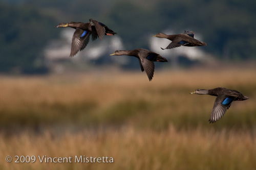 American Black Ducks flying over Milford Point