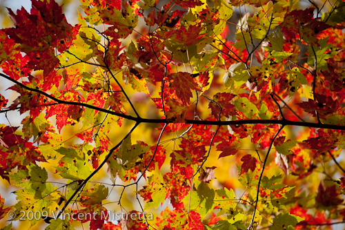 Fall Foliage at Macedonia Brook State Park
