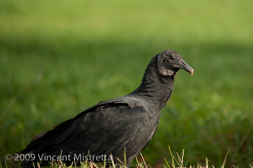 Black Vulture