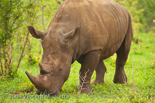 White Rhinoceros Grazing