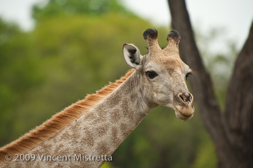 Southern Giraffe in Zambia