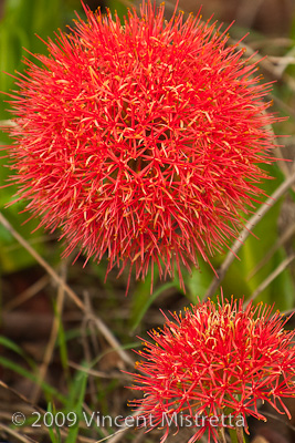 Fireball Lilies in full bloom