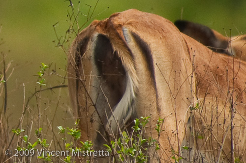 Hind End of Impala showing "M" marking