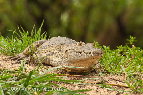 African Crocodile along the Zambezi River, Zambia