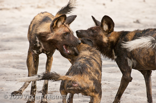 African Wild Dog Pups at play, Chitabe, Botswana