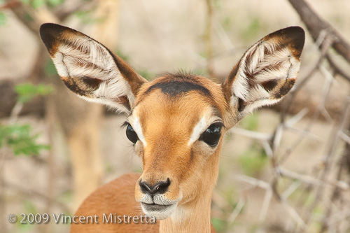 Impala Calf, Chitabe Camp, Botswana, Africa