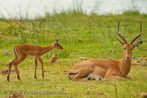 Impala Calf Approaching Male Adult