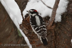Downy Woodpecker in snowy tree