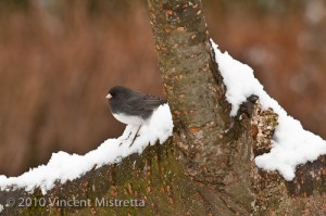 Dark Eyed Junco in Snow