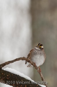 White Throated Sparrow waiting for turn at feeder