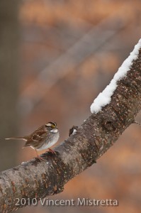 White Throated Sparrow