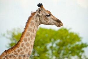 Southern Giraffe