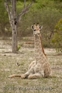 Southern Giraffe sitting while eating