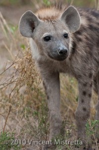 Hyena Pup