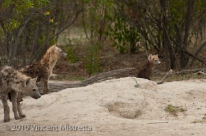 Hyena Pups with Runt
