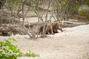 Hyena Pups at Den