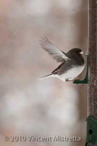 20100108_nc_birds_0005_blog