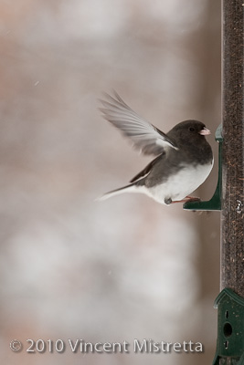 Dark Eyed Junco Landing on Feeder