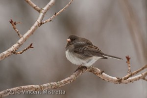 Dark Eyed Junco Eating Holly Berries