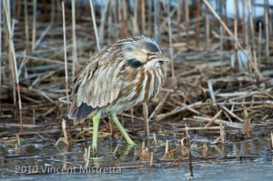 American Bittern in Salt Marsh
