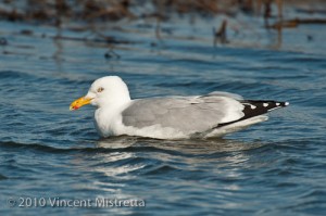 Floating Herring Gull