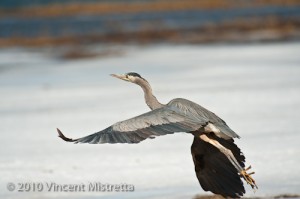 Great Blue Heron in flight
