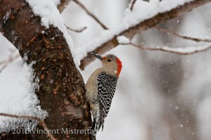 Red Bellied Woodpecker in tree during Snow Storm