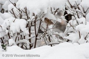Black Eyed Junco and White Throated Sparrow in snow storm