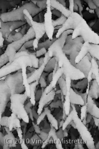 Japaneese Maple covered in Snow