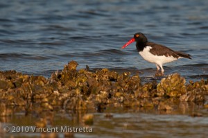 American Oyster Catcher on Bed of Oysters