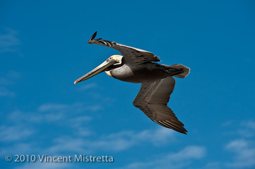 20100315_night_birds_2068_blog