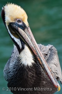 Brown Pelican on Pier