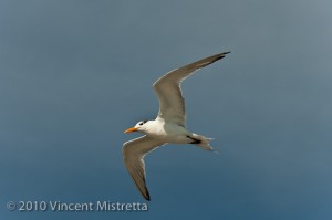Royal Tern in flight