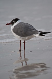 Laughing Gull, Pass-a-Grille Beach