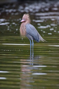 Reddish Egret lookng for love