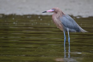 Reddish Egret eyeing a meal