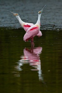 Roseate Spoonbills Pointing