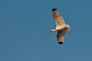 White Ibis Prepares for Landing