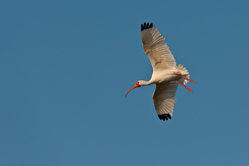 20100319_WHIB_0043_blog