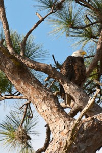Male American Bald Eagle in Pine Tree